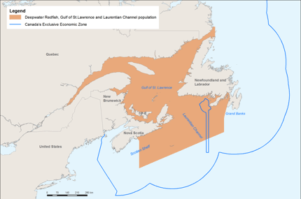 Laurentian Channel Deepwater Redfish Gulf of St Lawrence and Laurentian Channel
