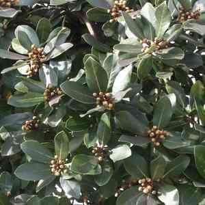 Laurus wwwsmgrowerscomimagedbLaurusSaratogajpg