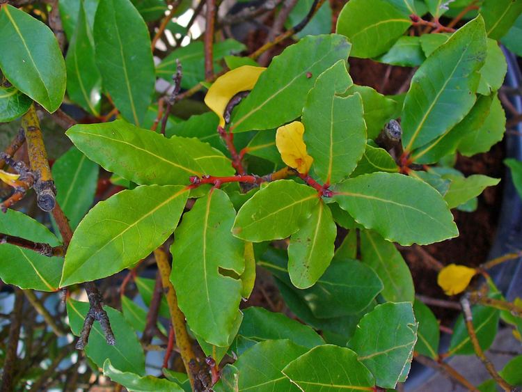 Laurus FileLaurus nobilis 002JPG Wikimedia Commons