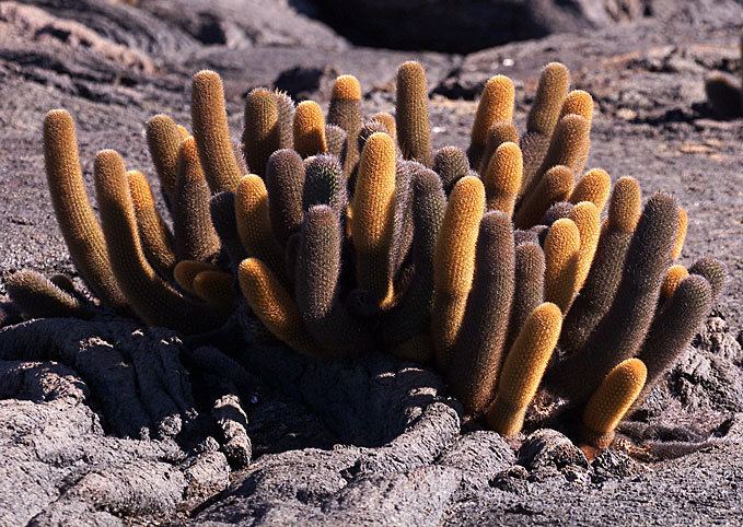 Lava cactus galapagosc
