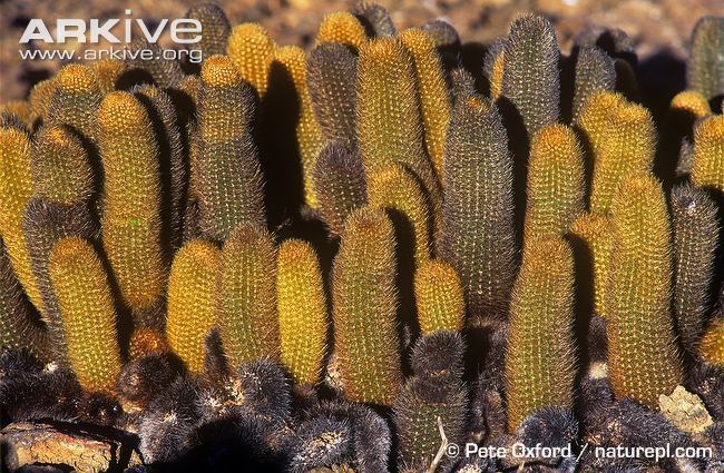 Lava cactus Lava cactus videos photos and facts Brachycereus nesioticus ARKive