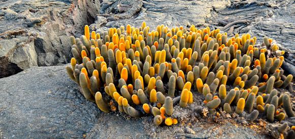 Lava cactus Zenfolio Alex Zimmer GALAPAGOS Ecuador Lava Cactus a