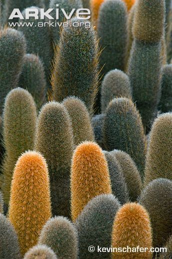 Lava cactus Lava cactus photo Brachycereus nesioticus G32651 ARKive