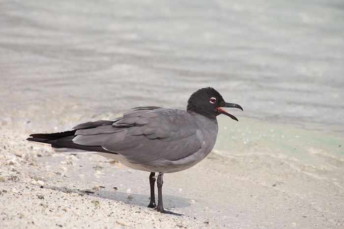 Lava gull Lava Gull Larus fuliginosus