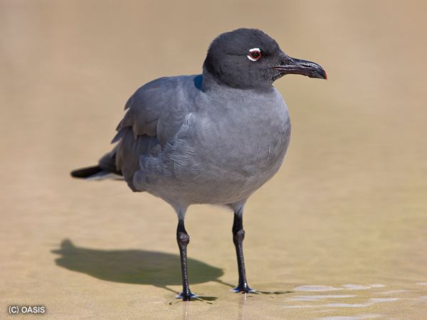 Lava gull Lava GullEndangered animals listOur endangered animals KONICA