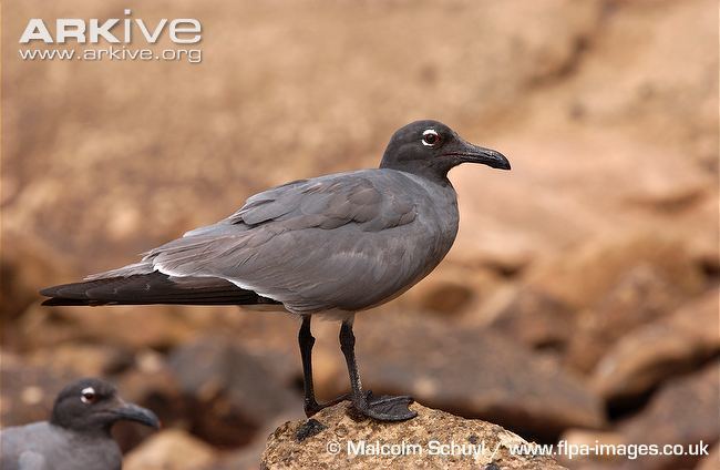 Lava gull Lava gull videos photos and facts Larus fuliginosus ARKive