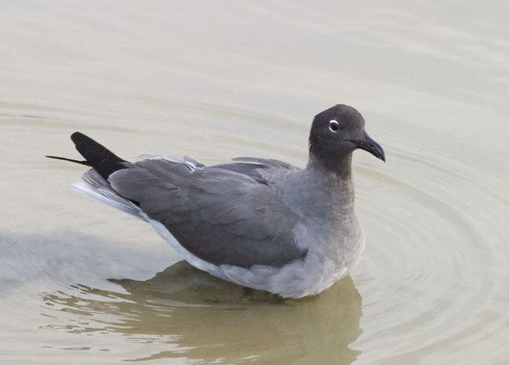 Lava gull Lava Gull Larus fuliginosus