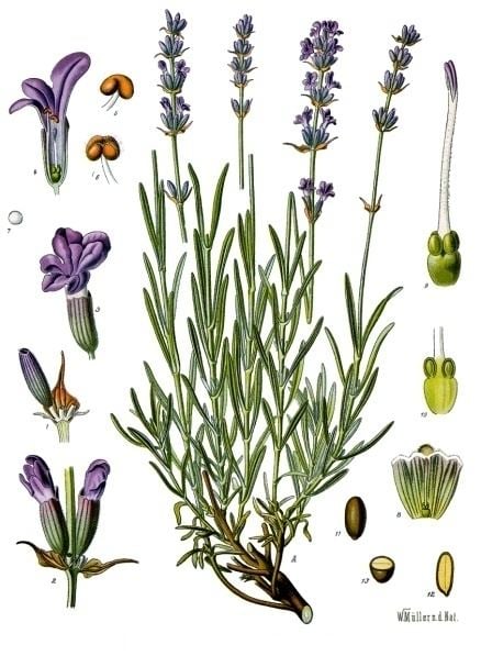Lavandula Lavandula angustifolia Wikipedia