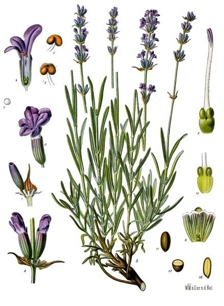 Lavandula angustifolia httpsuploadwikimediaorgwikipediacommons44