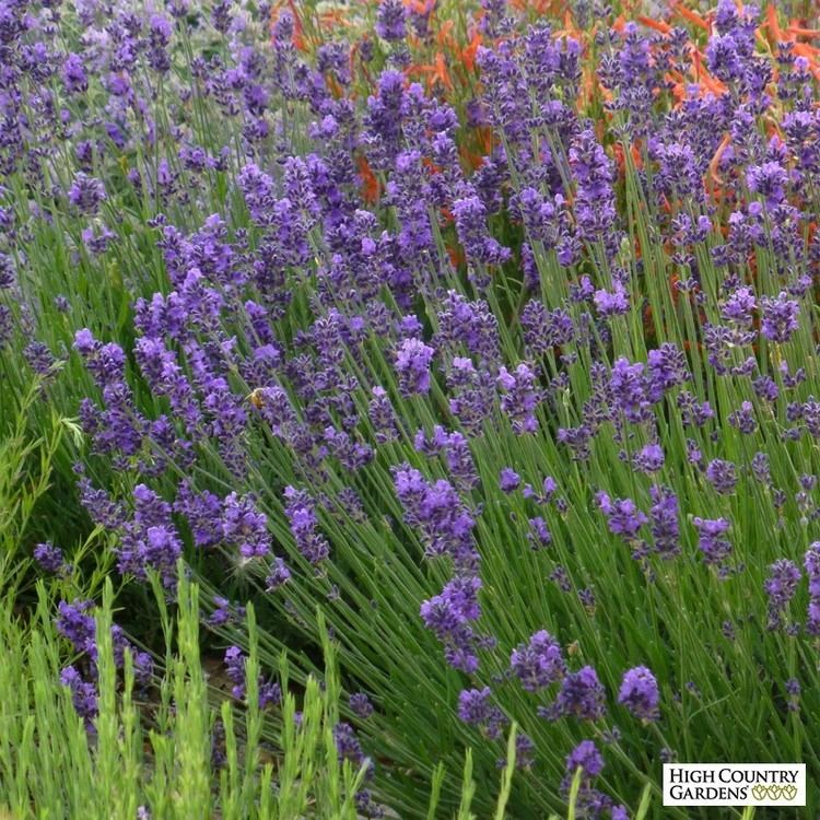 Lavandula Lavender Plants Lavandula High Country Gardens