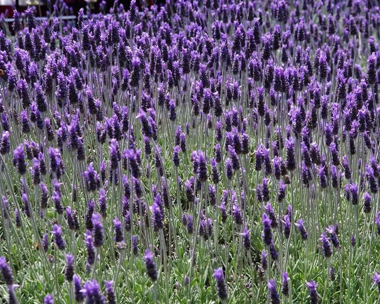 Lavandula dentata GardensOnline Lavandula dentata