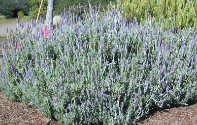 Lavandula dentata Lavandula dentata French Lavender