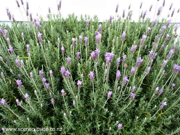 Lavandula dentata About Garden Design Lavandula dentata