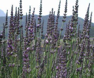 Lavandula latifolia Lavender Spike essential oil Lavandula latifolia Bristol Botanicals