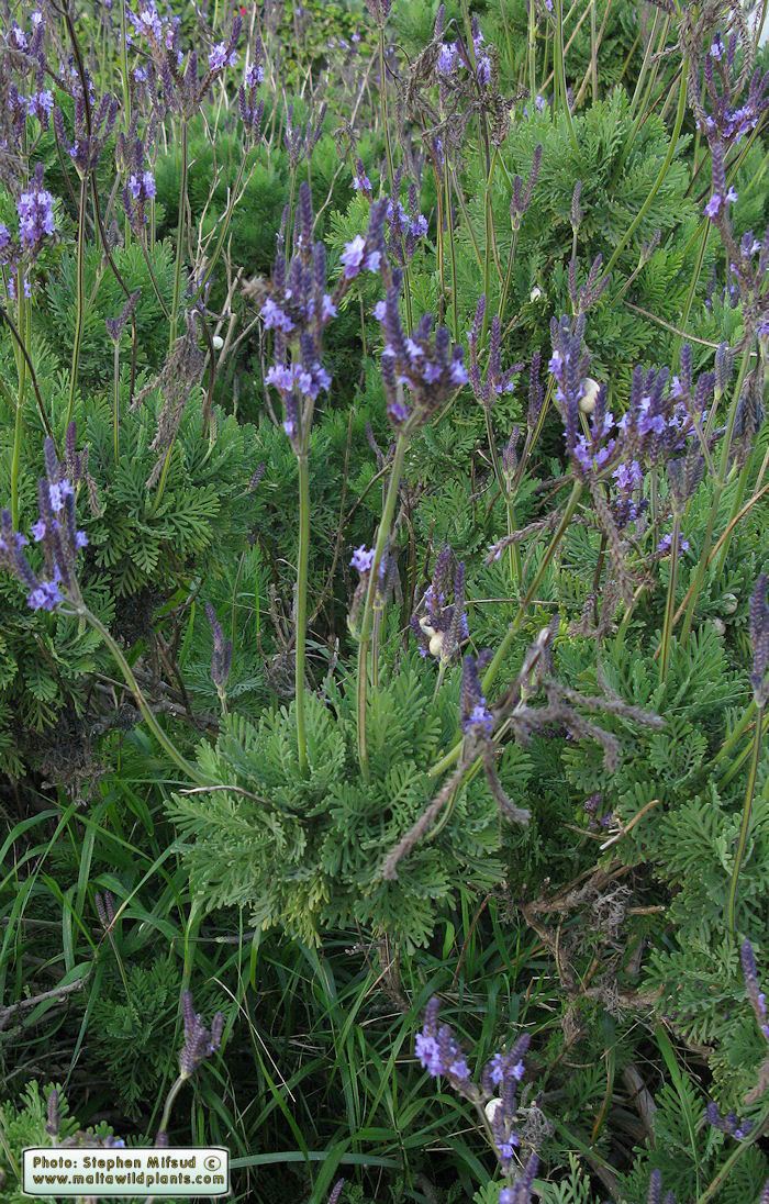 Lavandula multifida Wild Plants of Malta amp Gozo Plant Lavandula multifida Fern