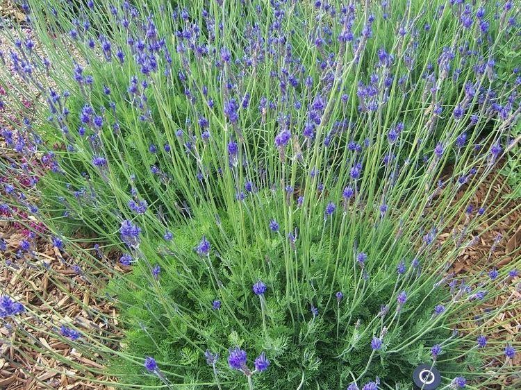 Lavandula multifida Lavandula multifida Fern leaf lavender Plants I Love Pinterest