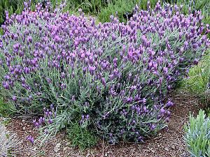 Lavandula stoechas httpswwwmountainvalleygrowerscomimageslavst