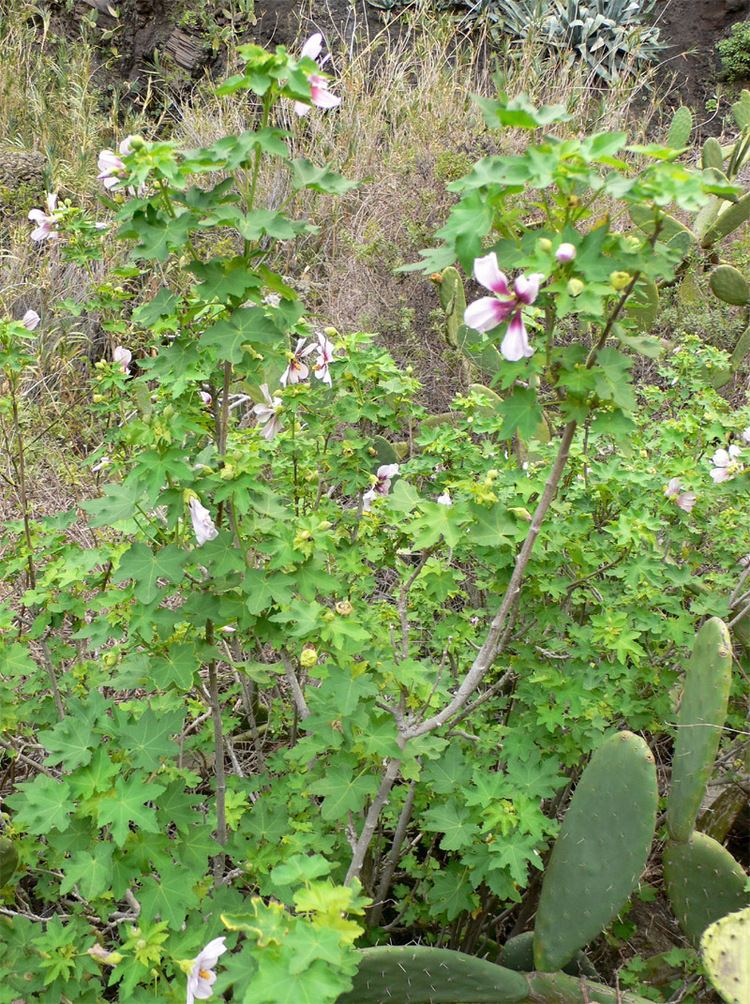 Lavatera acerifolia uploadwikimediaorgwikipediacommonsff9Lavate