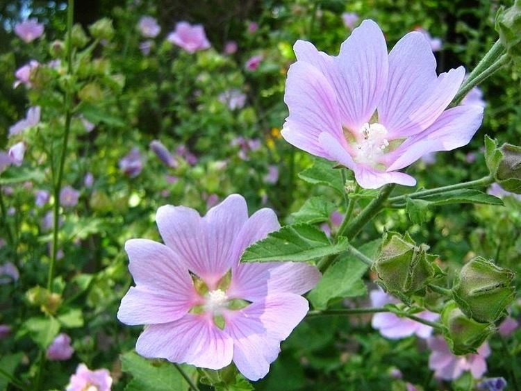 Lavatera thuringiaca Plant of the Day Plant of the day is Lavatera thuringiaca or tree