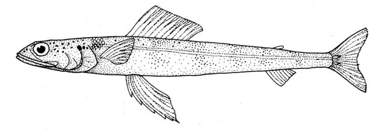 Lavender lizardfish