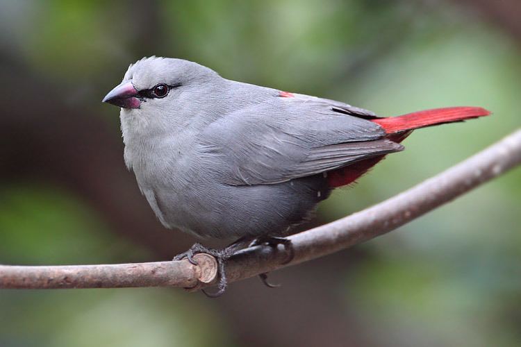 Lavender waxbill Surfbirds Online Photo Gallery Search Results