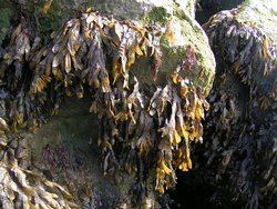 Laver (seaweed) Research UpdateSeaweed Laver