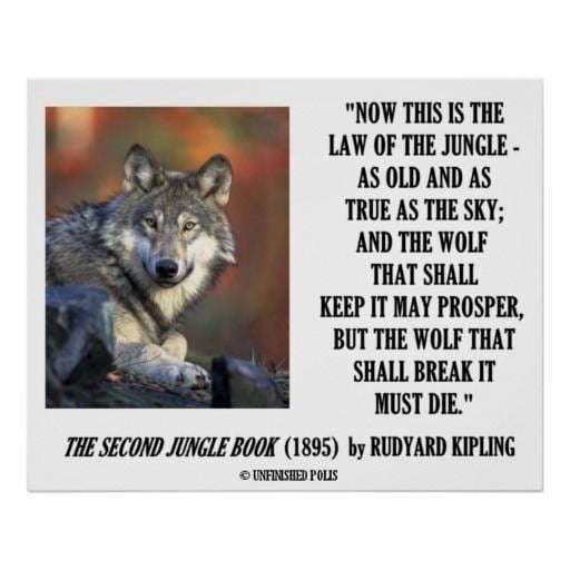 Law of the jungle Rudyard Kipling Law Of The Jungle Prosper Poster Zazzle