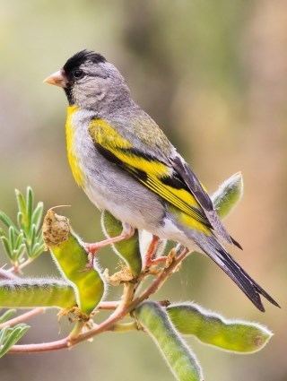 Lawrence's goldfinch httpswwwallaboutbirdsorgguidePHOTOLARGEla