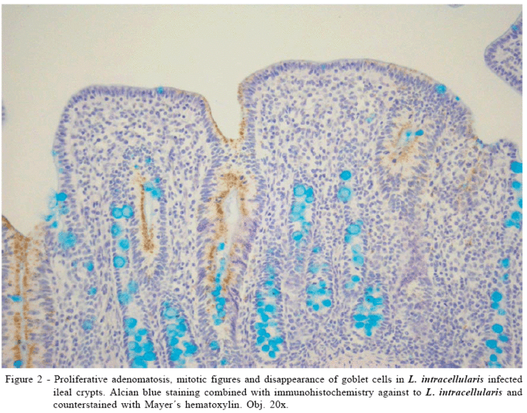 Lawsonia intracellularis Enteritis associated with Lawsonia intracellularis and porcine