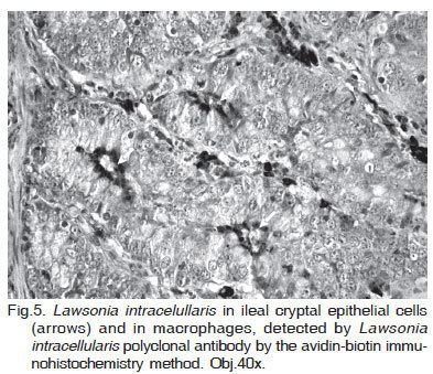 Lawsonia intracellularis Proliferative enteropathy Lawsonia intracellularis outbreak in