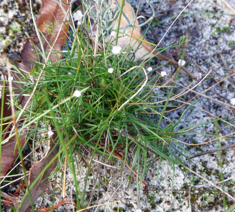 Laxmannia Laxmannia squarrosaFriends of Queens Park Bushland Friends of