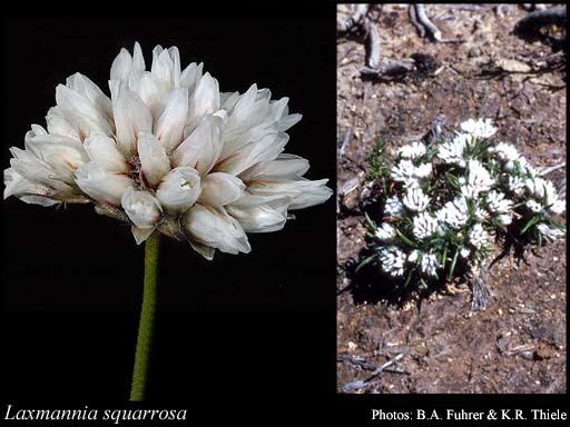 Laxmannia Laxmannia squarrosa Lindl FloraBase Flora of Western Australia