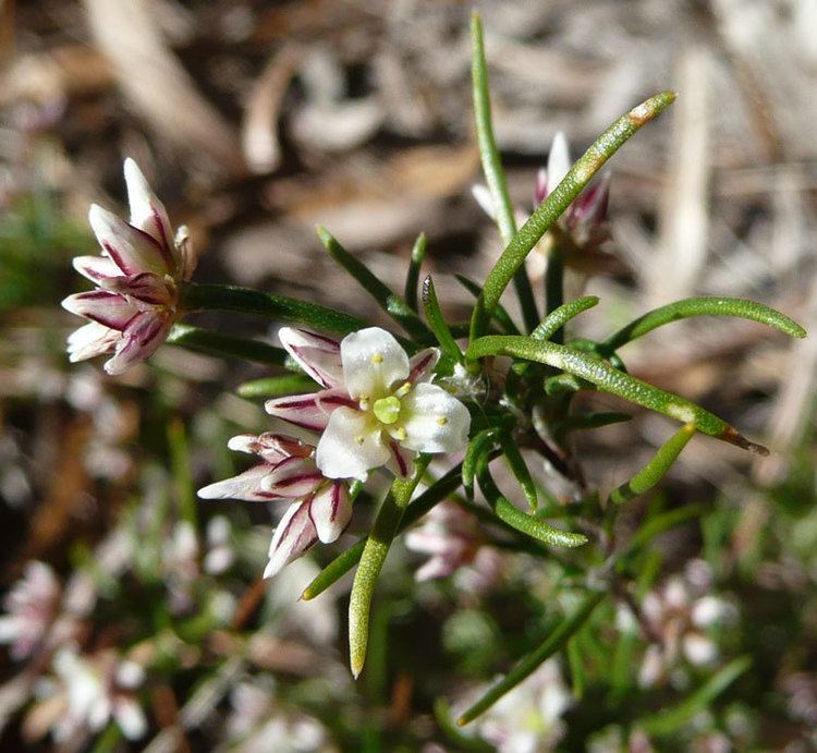 Laxmannia Laxmannia ramosaFriends of Queens Park Bushland Friends of Queens