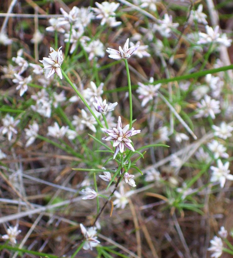 Laxmannia Laxmannia ramosaFriends of Queens Park Bushland Friends of Queens