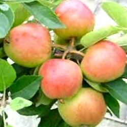 Laxton's Superb Buy Malus domestica Laxtons Superb apple tree online FREE UK