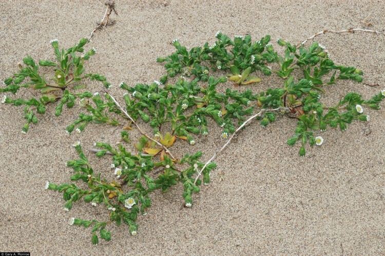 Layia carnosa Large image for Layia carnosa beach tidytips USDA PLANTS