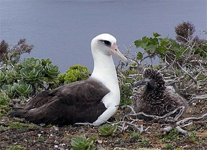 Laysan albatross httpswwwallaboutbirdsorgguidePHOTOLARGEla