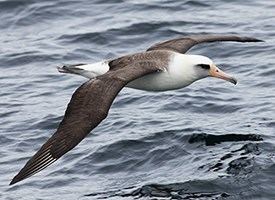 Laysan albatross Laysan Albatross Identification All About Birds Cornell Lab of