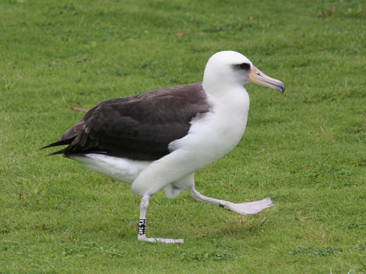 Laysan albatross FileLaysan Albatross RWD8ajpg Wikimedia Commons