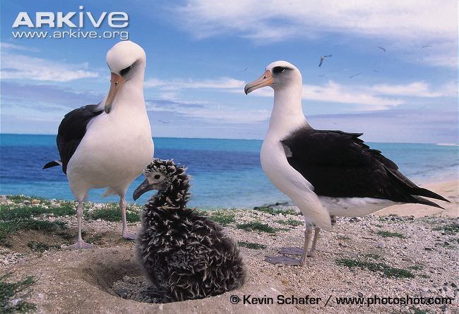 Laysan albatross Laysan albatross videos photos and facts Phoebastria immutabilis