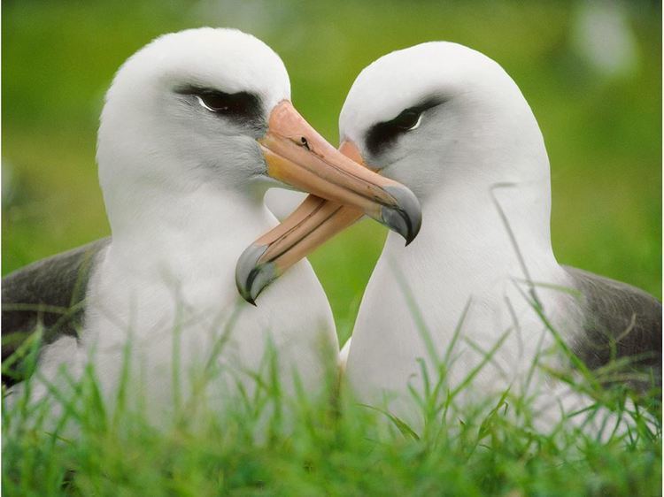 Laysan albatross Laysan albatross Open Waters Birds Phoebastria immutabilis at the