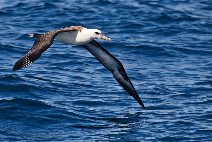 Laysan albatross Laysan Albatross California Pelagic Nature Notes