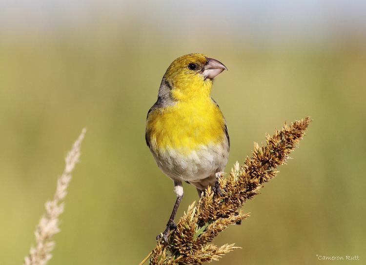 Laysan finch Laysan Finch Male Laysan 25 January 2012 Cameron Rutt Flickr