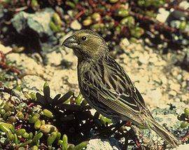 Laysan finch httpsuploadwikimediaorgwikipediacommonsthu