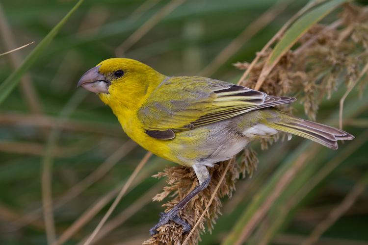 Laysan finch Laysan Finch endemic to the Northwestern Hawaiian Islands Birds