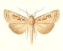 Laysan noctuid moth httpsuploadwikimediaorgwikipediacommonsthu
