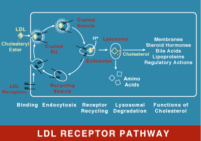 LDL receptor Past Research of the BrownGoldstein Laboratory Molecular Genetics