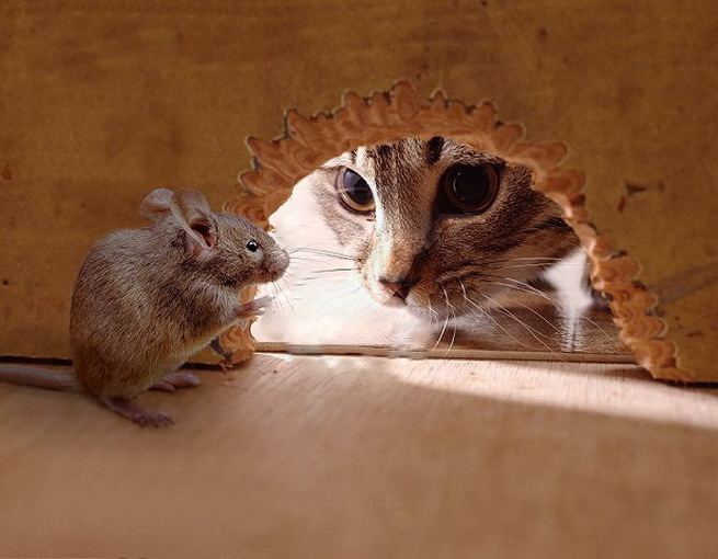 Le Chat et la souris Quand le chat et la souris vivent en bonne intelligence Les