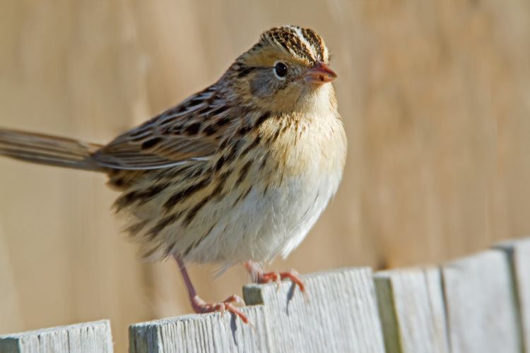 Le Conte's sparrow Le Conte39s Sparrow Outdoor Alabama
