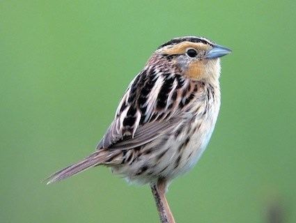 Le Conte's sparrow Le Conte39s Sparrow Identification All About Birds Cornell Lab of